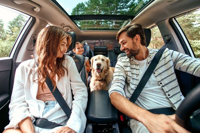 Могут ли оштрафовать за перевозку собаки в машине? | ГИБДД | Авто