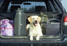 Могут ли инспекторы ГИБДД оштрафовать за перевозку собаки в салоне машины? | ГИБДД | Авто