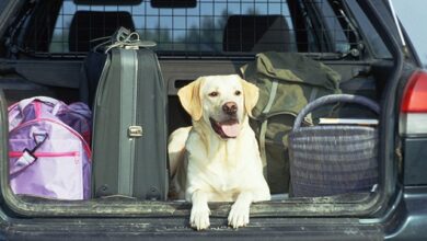 Могут ли инспекторы ГИБДД оштрафовать за перевозку собаки в салоне машины? | ГИБДД | Авто